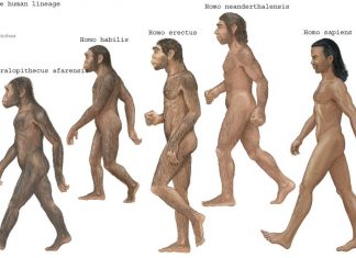 Homo (insan) cinsinin çeşitli türleri
