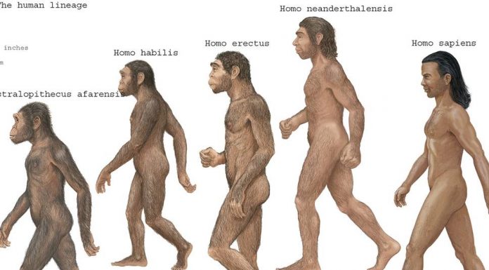Homo (insan) cinsinin çeşitli türleri