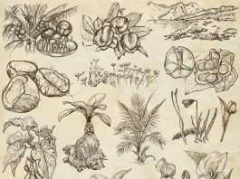 İstanbul Üniversitesi’nden mektup: Botanik Bahçesi bilime aittir