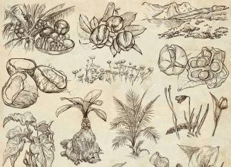 İstanbul Üniversitesi’nden mektup: Botanik Bahçesi bilime aittir