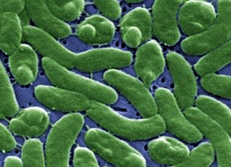 #Evrim: Hepimiz birer bakteriyiz!