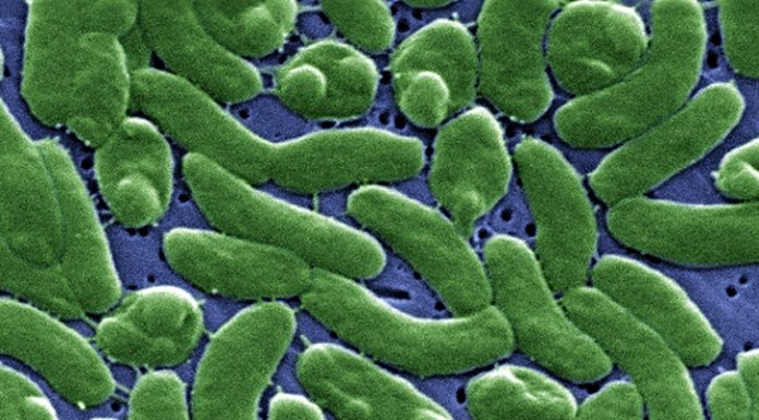 #Evrim: Hepimiz birer bakteriyiz!